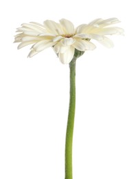 Beautiful blooming gerbera flower isolated on white