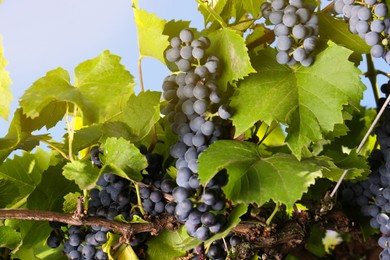 Photo of Ripe juicy grapes growing on branch in vineyard
