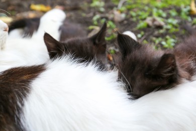 Photo of Cute fluffy cats resting at backyard outdoors, closeup