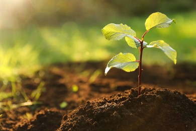 Photo of Seedling growing in fresh soil outdoors, closeup. Planting tree. Space for text