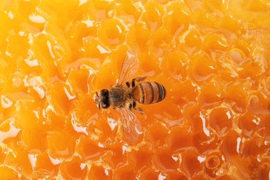 Beautiful bee on honeycomb, closeup. Domesticated insect