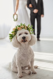 Adorable Bichon wearing wreath made of beautiful flowers on wedding
