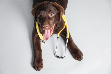 Cute Labrador dog with stethoscope as veterinarian on white background, above view