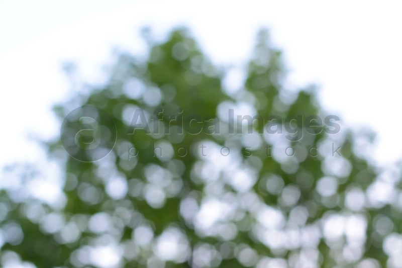 Blurred view of abstract green background, bokeh effect