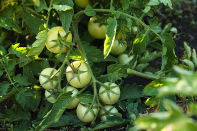 Beautiful green tomato plant growing in garden, top view