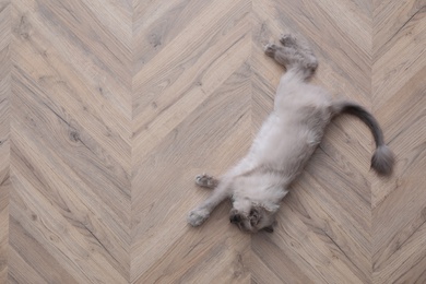 Beautiful fluffy cat lying on warm floor in room, top view with space for text. Heating system
