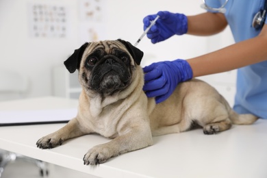 Professional veterinarian vaccinating cute pug dog in clinic, closeup