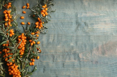 Branches of sea buckthorn on blue wooden table, flat lay. Space for text