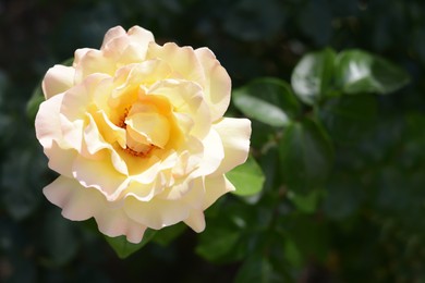 Beautiful yellow rose flower blooming outdoors, closeup. Space for text