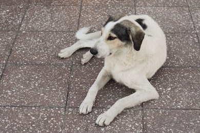 Stray dog lying on pavement outdoors. Homeless animal
