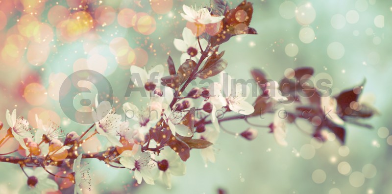 Image of Closeup view of blossoming tree outdoors on spring day, banner design