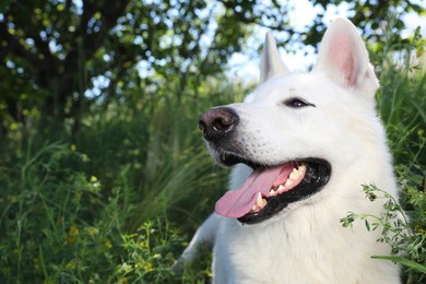 Cute white Swiss Shepherd dog in park. Space for text