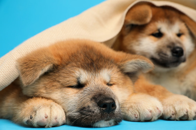 Cute Akita Inu puppies covered with plaid on light blue background. Baby animals