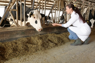 Photo of Professional veterinarian feeding cow with hay on farm. Animal husbandry