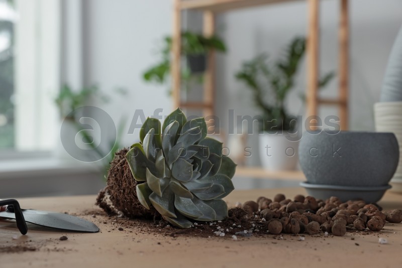 Photo of Beautiful succulent, trowel, pot and drainage on wooden table indoors. Transplanting houseplant
