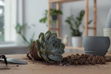 Photo of Beautiful succulent, trowel, pot and drainage on wooden table indoors. Transplanting houseplant