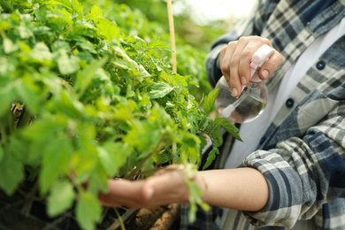Photo of Woman spraying tomato seedlings with water in greenhouse, closeup