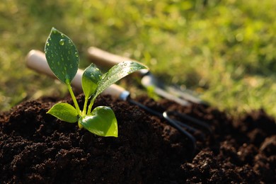 Photo of Young tree seedling growing in fertile soil outdoors, space for text
