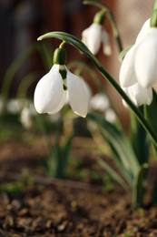 Photo of Beautiful blooming snowdrops growing outdoors, closeup. Spring flowers
