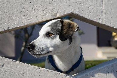 Photo of Adorable dog peeking out of hole in concrete fence outdoors
