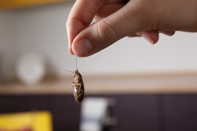 Woman holding cockroach in kitchen, closeup. Pest control
