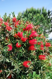 Beautiful blooming crimson bottlebrush outdoors on sunny day. Tropical plant