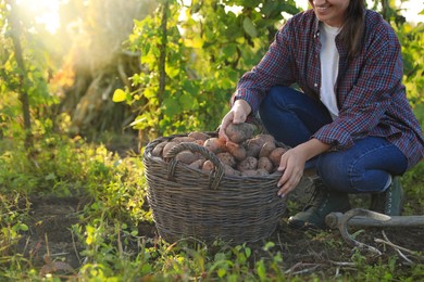 Photo of Woman harvesting fresh ripe potatoes on farm, closeup