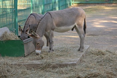 Photo of Two cute donkeys feeding in nature reserve on sunny day
