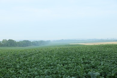 Photo of Beautiful view of beet plants growing in field