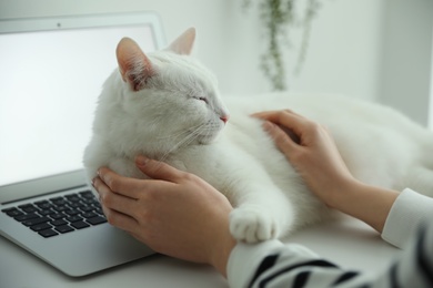 Adorable white cat lying on laptop and distracting owner from work, closeup
