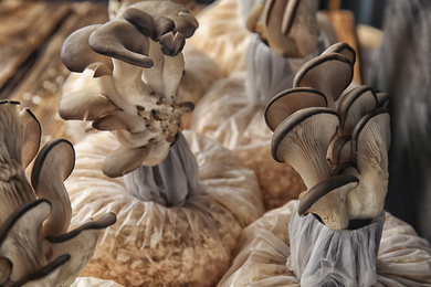 Oyster mushrooms growing in sawdust, closeup. Cultivation of fungi