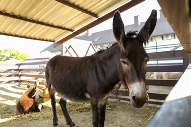 Photo of Cute funny donkey on farm. Animal husbandry