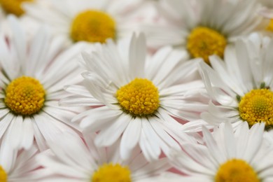 Closeup of many beautiful daisy flowers as background