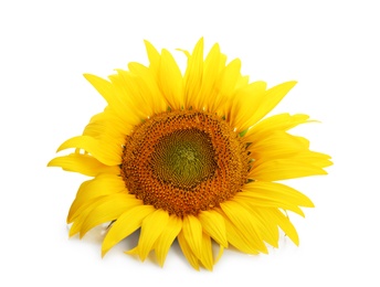 Beautiful bright sunflower on white background
