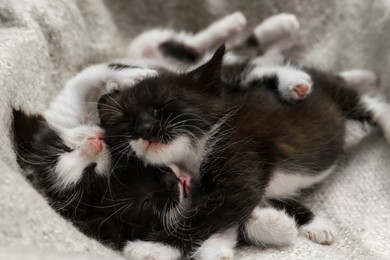 Photo of Cute baby kittens sleeping on cozy blanket