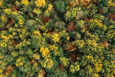 Image of Aerial view of beautiful forest. Autumn season