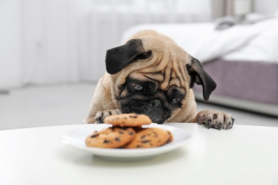 Happy cute pug dog with plate of cookies indoors