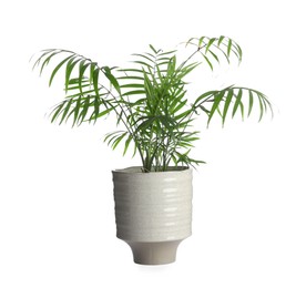 Photo of Beautiful small green palm in pot isolated on white. Interior accessory