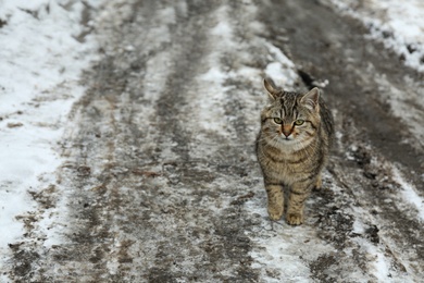 Homeless cat outdoors on winter day. Abandoned animal