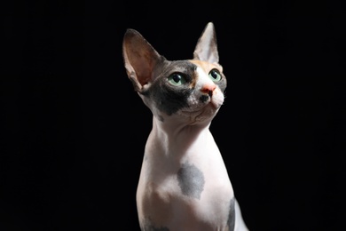 Photo of Cute sphynx cat on black background. Friendly pet
