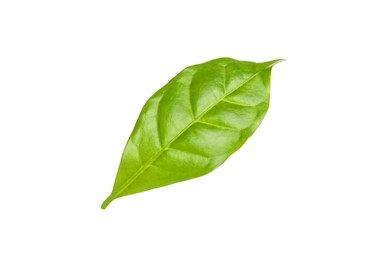Leaf of coffee plant isolated on white