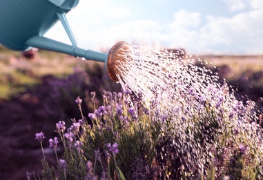 Watering blooming lavender flowers in field. Gardening tools