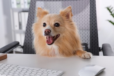 Cute Pomeranian spitz dog at table in office