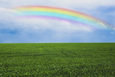 Beautiful rainbow in blue sky over green field on sunny day