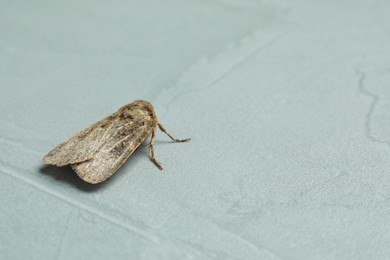 Paradrina clavipalpis moth on light grey textured background, space for text