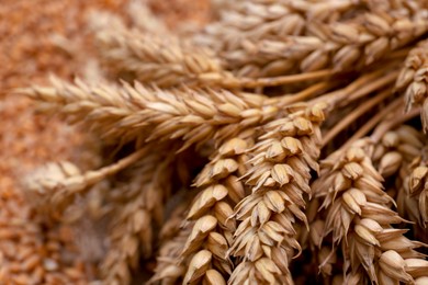 Photo of Bunch of spikelets on wheat grains, closeup