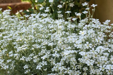 Beautiful white snow-in-summer flowers outdoors, closeup view