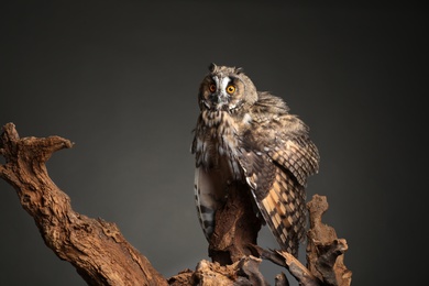 Beautiful eagle owl on tree against grey background. Predatory bird