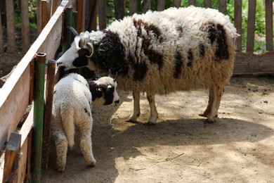 Photo of Cute lamb with mother at zoo on sunny day. Baby animals