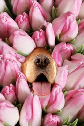Adorable Cocker Spaniel surrounded by beautiful tulips. Spring mood